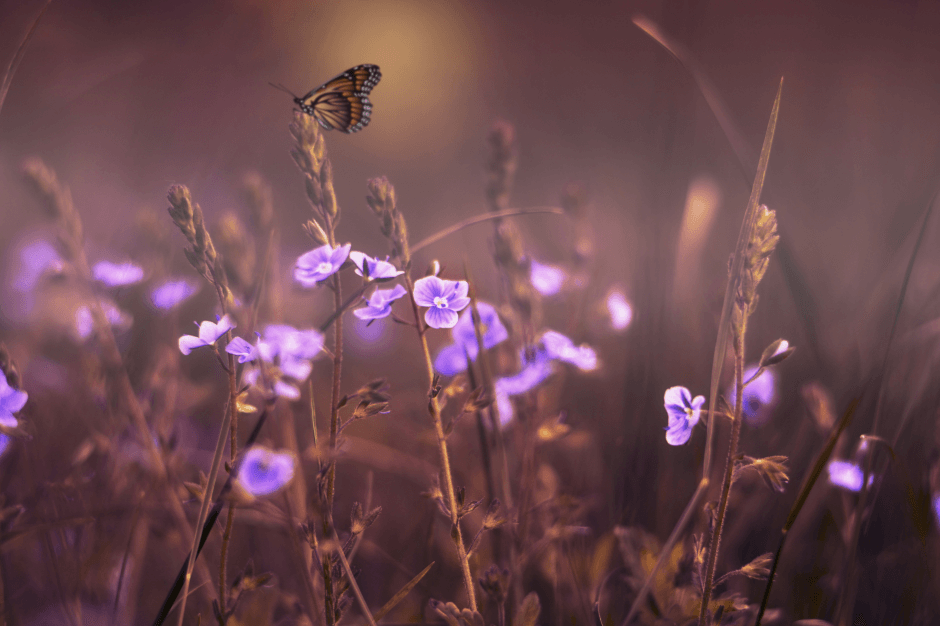 Łąka z fioletowymi kwiatami. Nad jednym z kwiatów lata motyl.