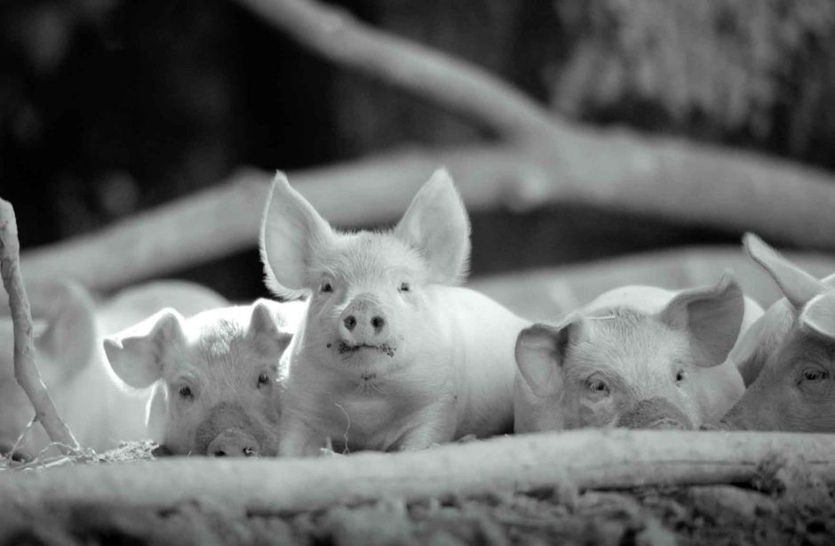 Kilka małych świnek siedzi obok siebie.