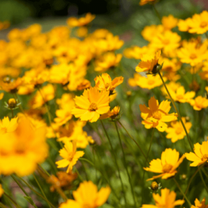 łąka z żółtymi kwiatami.