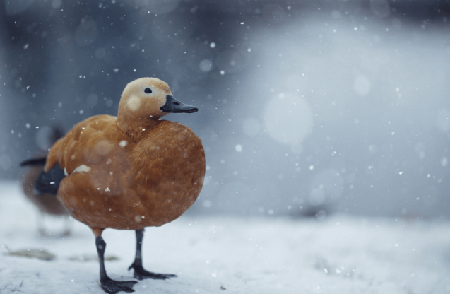 Kaczka na śniegu.