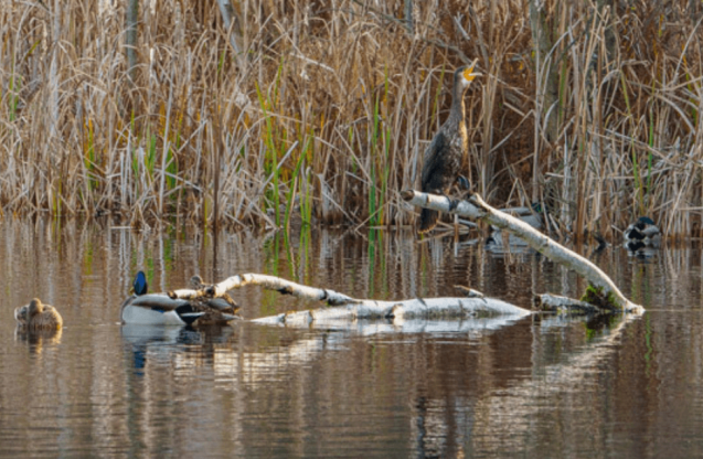 Kaczki siedzące na konarach wystających z rzeki.