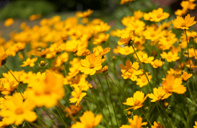 Łąka z żółtymi kwiatami.